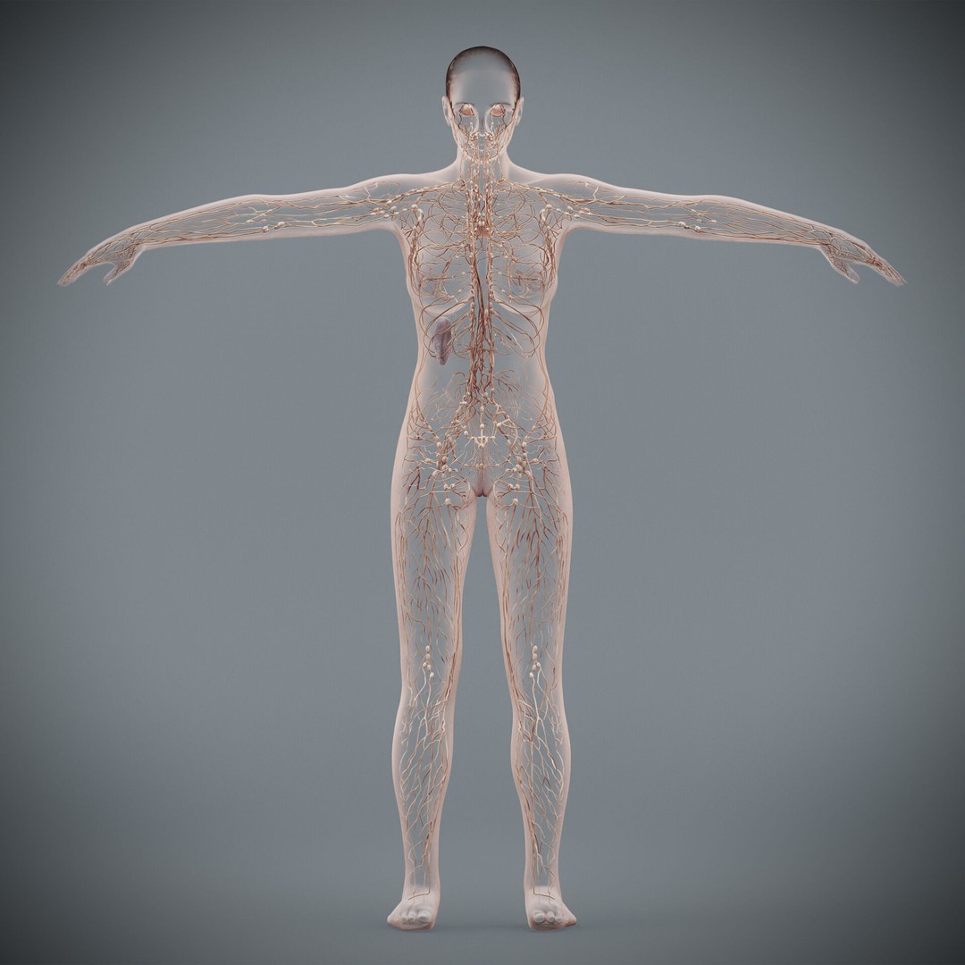 Human Female Lymphatic Anatomy 3D Model – Anatomically Accurate, FBX & OBJ - View 8