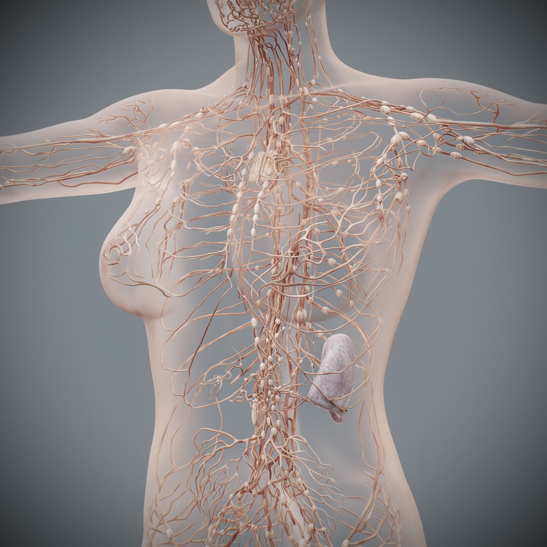 Human Female Lymphatic Anatomy 3D Model – Anatomically Accurate, FBX & OBJ - View 9