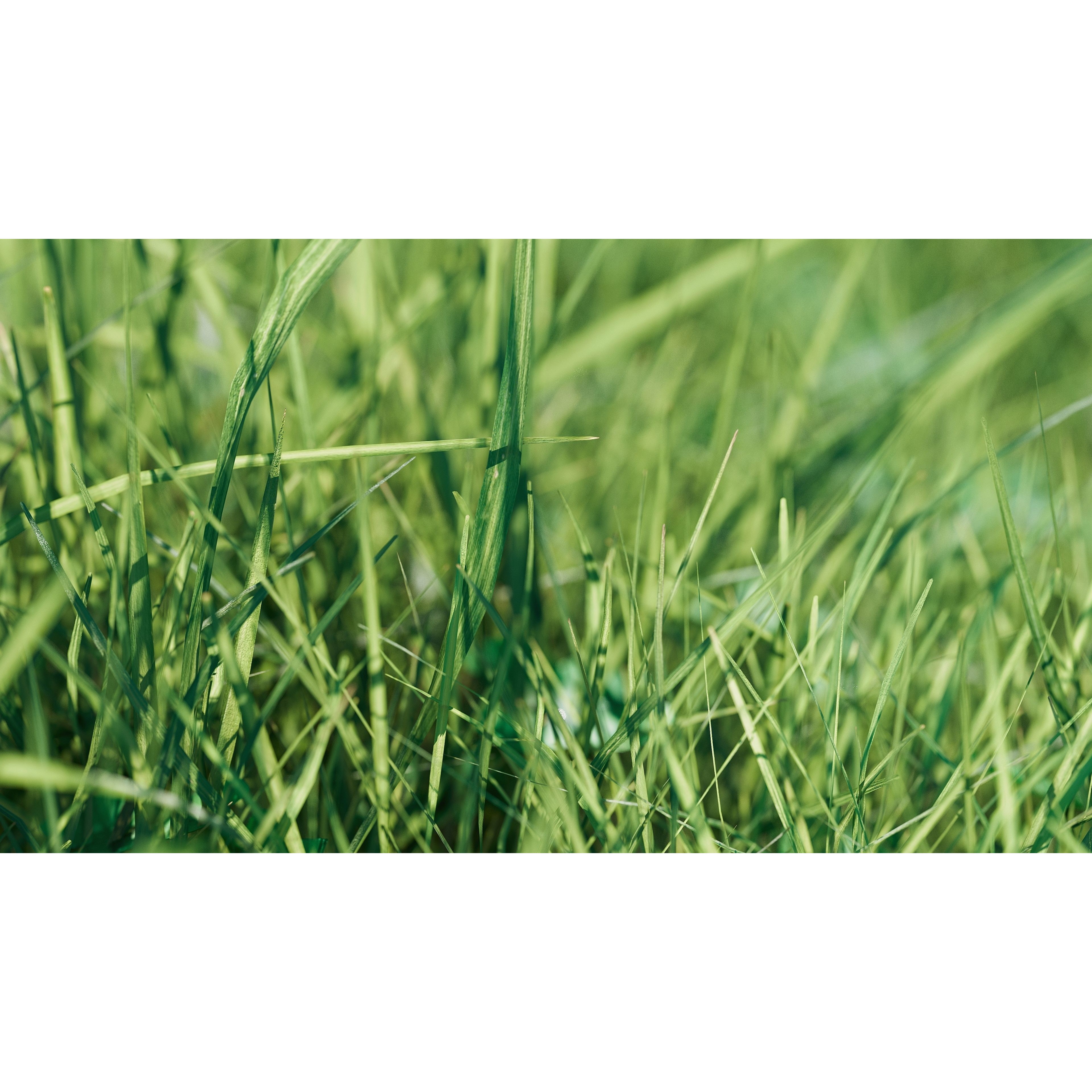 CGrass v2 - Realistic Grass Pack 3D Model - View 15