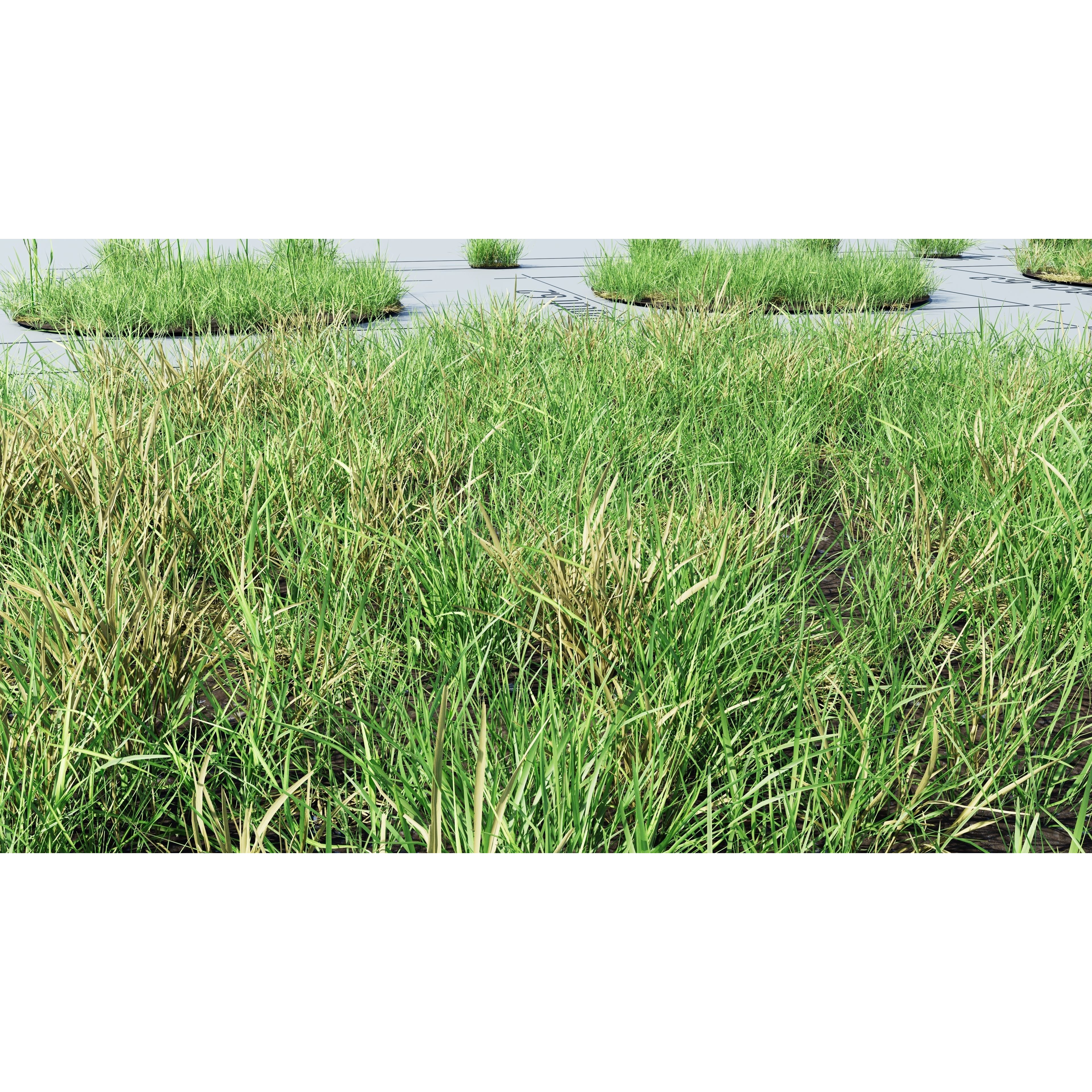 CGrass v2 - Realistic Grass Pack 3D Model - View 46