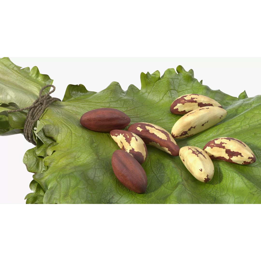 Lettuce Leaves with Brazil Nuts 3D Model – High Poly Culinary Asset, FBX - View 12