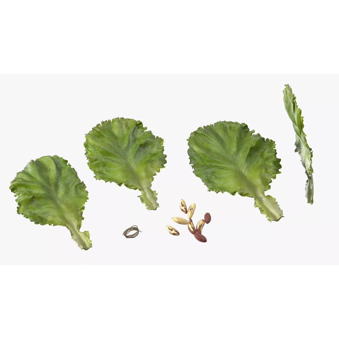 Lettuce Leaves with Brazil Nuts 3D Model – High Poly Culinary Asset, FBX - View 13