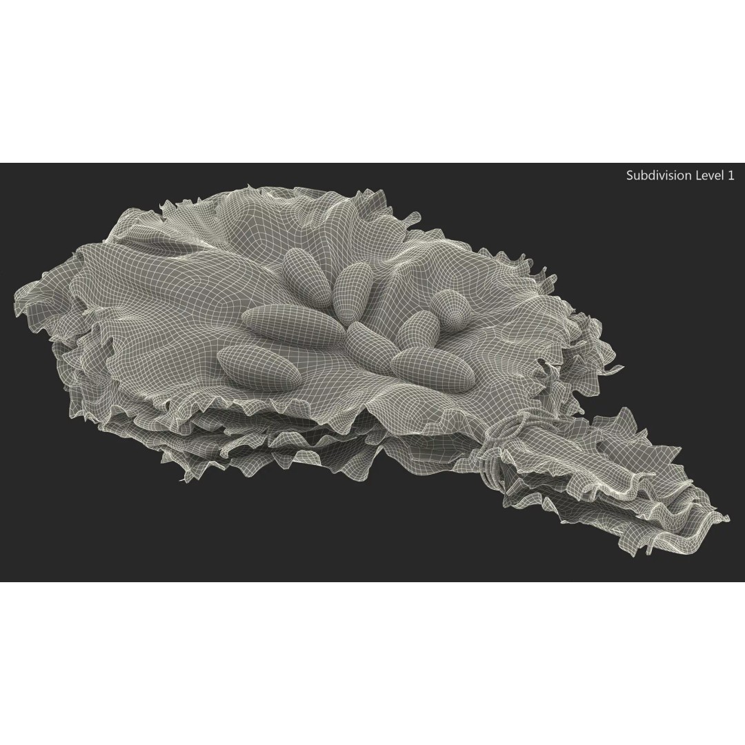 Lettuce Leaves with Brazil Nuts 3D Model – High Poly Culinary Asset, FBX - View 17