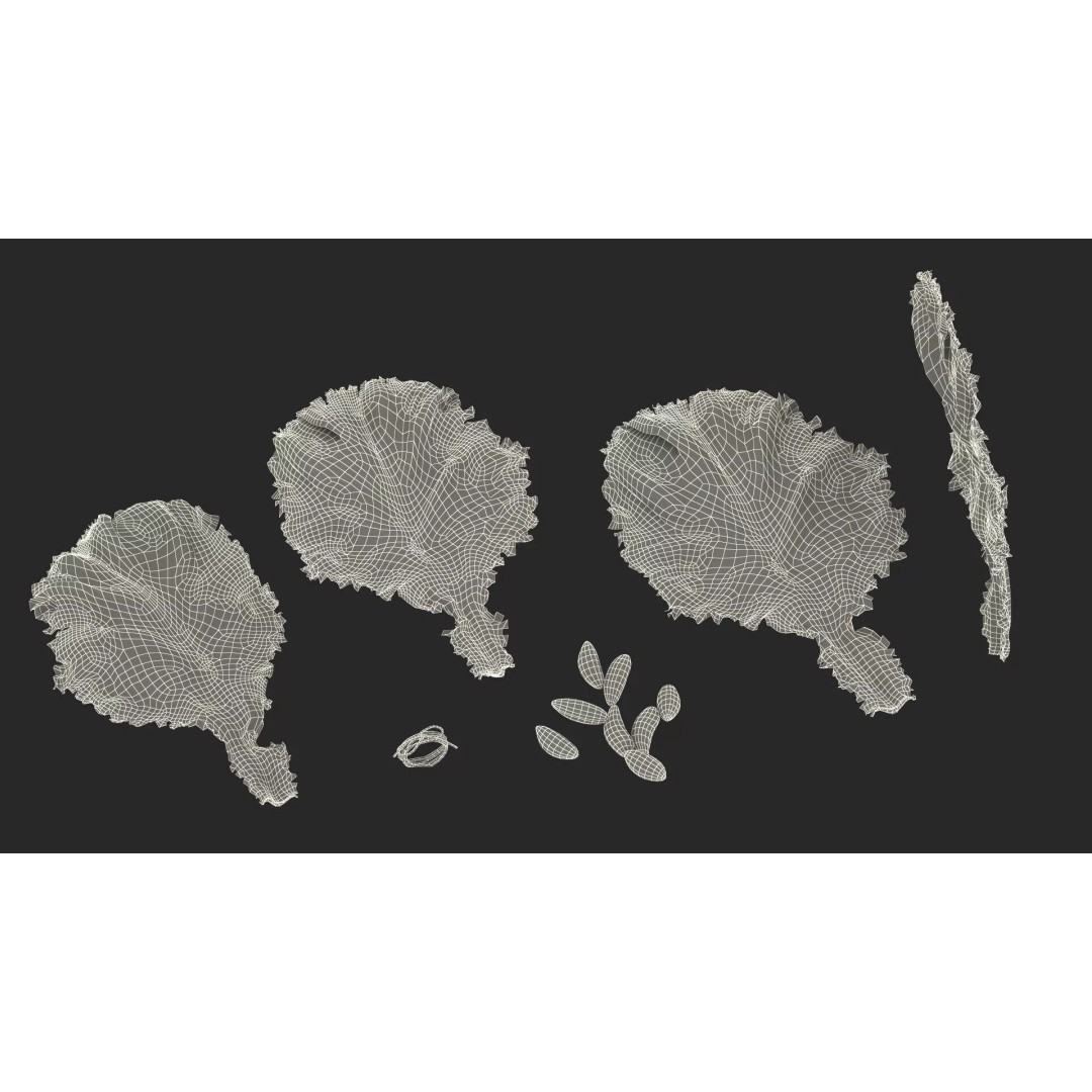Lettuce Leaves with Brazil Nuts 3D Model – High Poly Culinary Asset, FBX - View 25