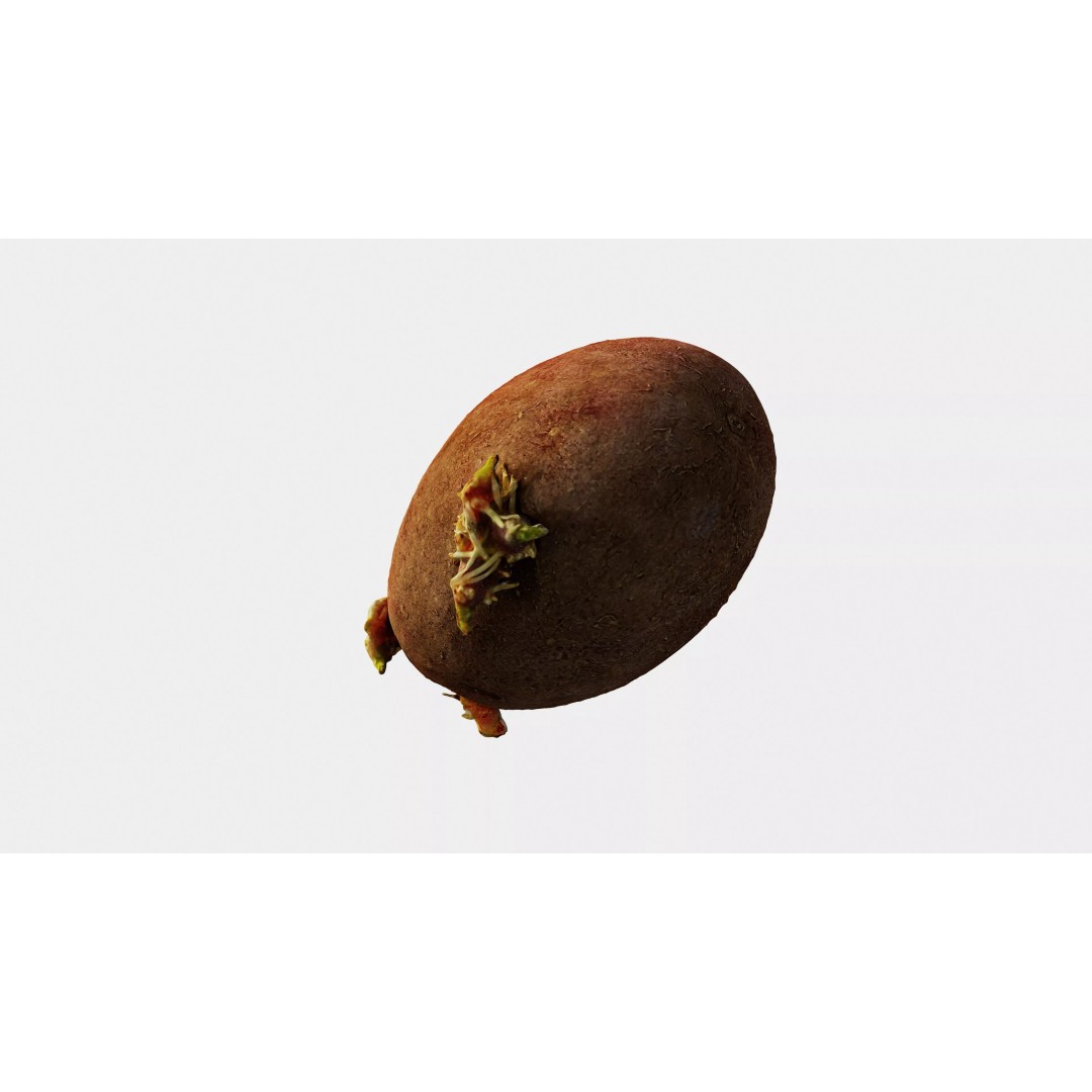 Sprouted Potato 3D Model – Photogrammetry Low-Poly Game Asset, FBX - View 10