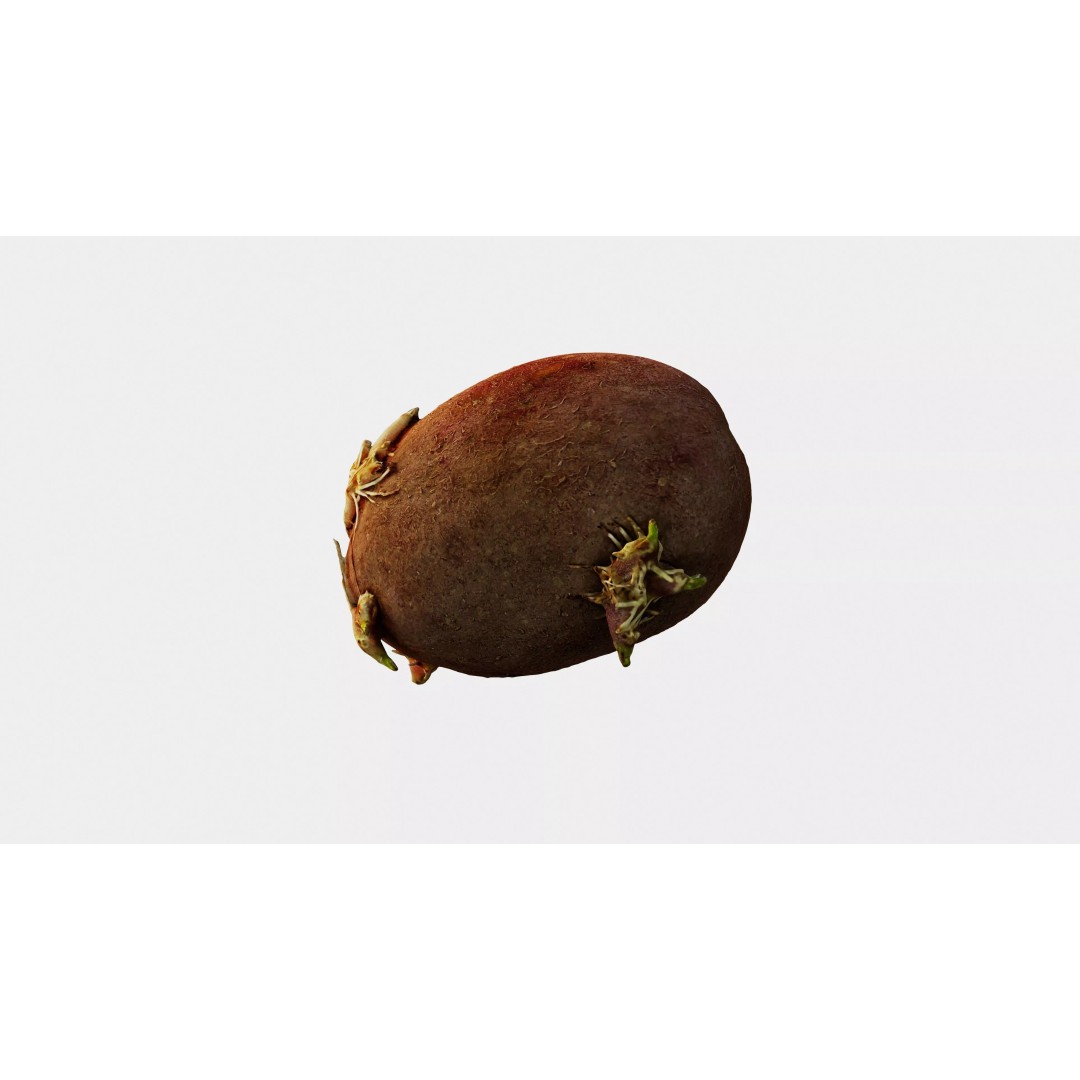 Sprouted Potato 3D Model – Photogrammetry Low-Poly Game Asset, FBX - View 11
