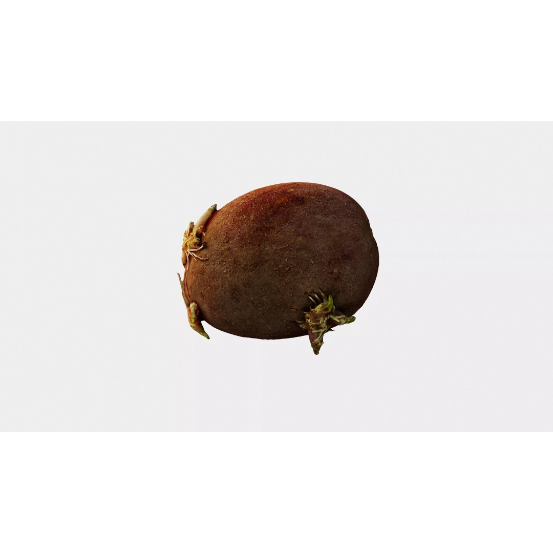 Sprouted Potato 3D Model – Photogrammetry Low-Poly Game Asset, FBX - View 12