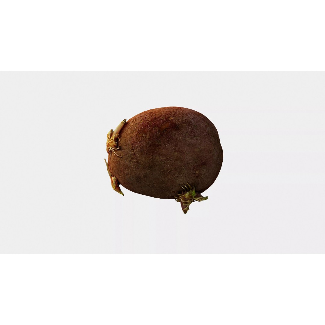 Sprouted Potato 3D Model – Photogrammetry Low-Poly Game Asset, FBX - View 13