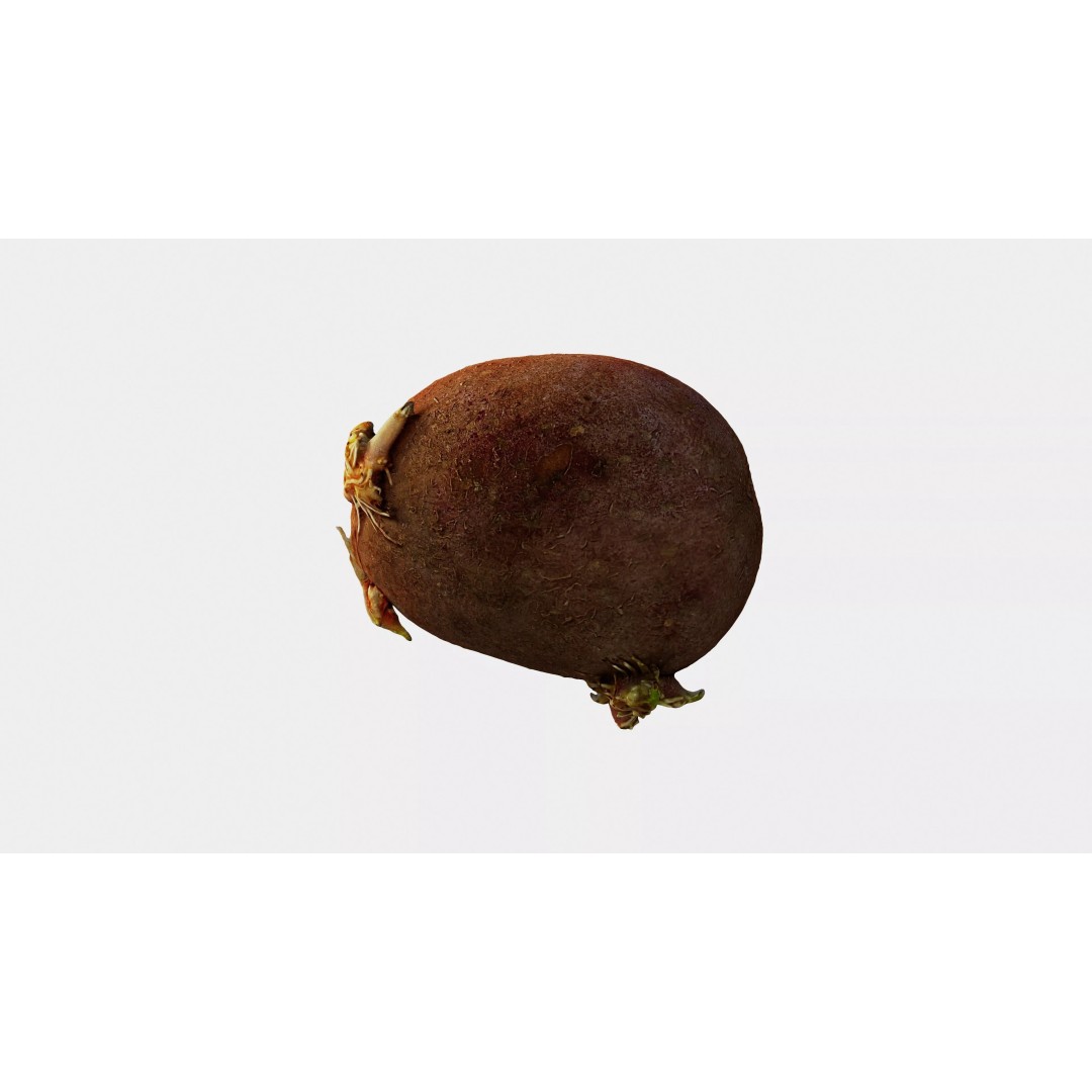 Sprouted Potato 3D Model – Photogrammetry Low-Poly Game Asset, FBX - View 14