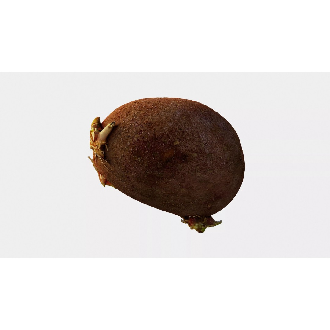 Sprouted Potato 3D Model – Photogrammetry Low-Poly Game Asset, FBX - View 15