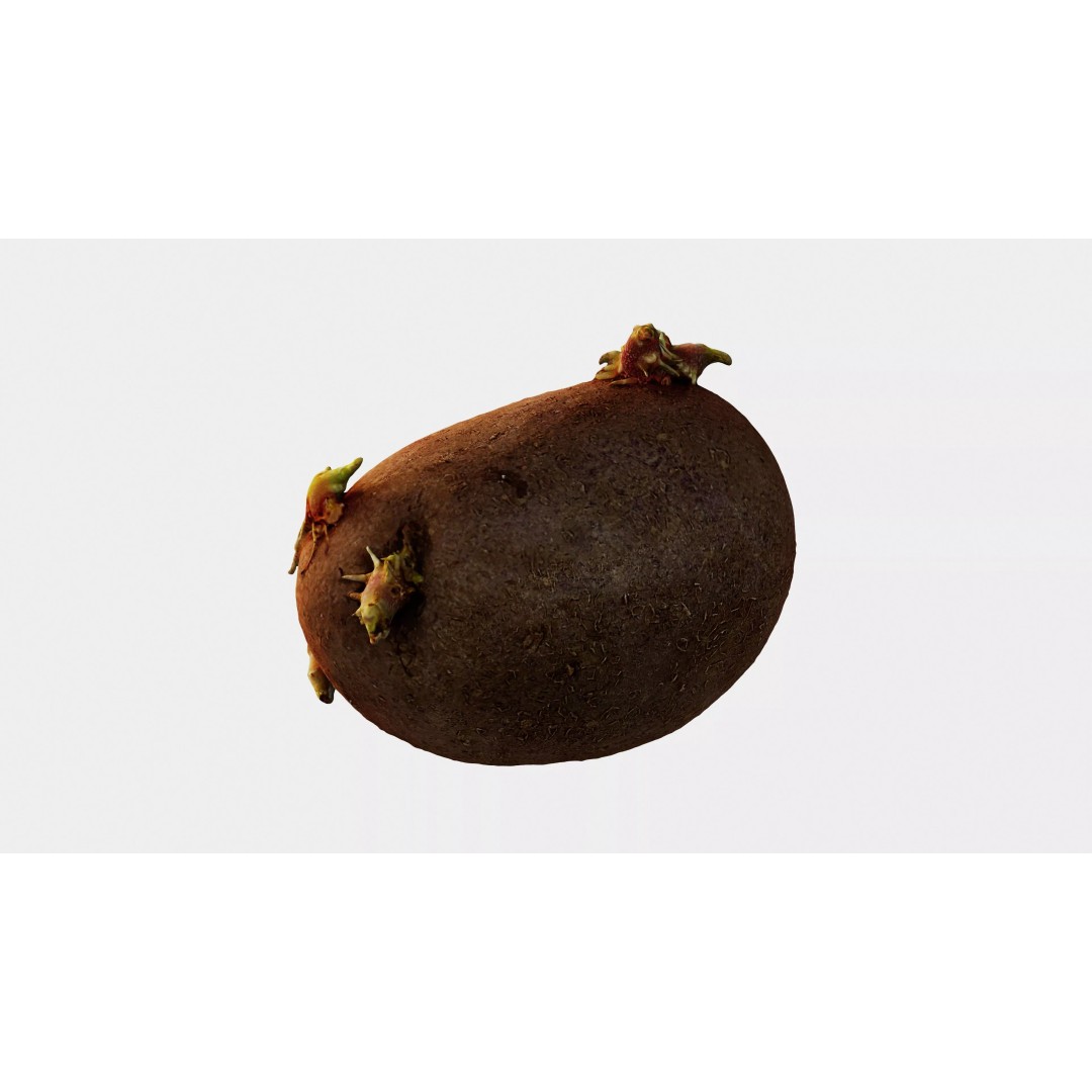 Sprouted Potato 3D Model – Photogrammetry Low-Poly Game Asset, FBX - View 16