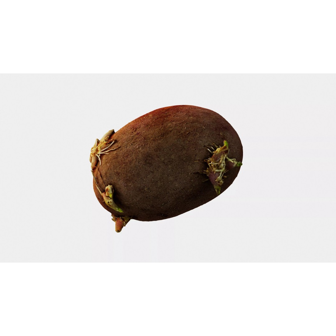 Sprouted Potato 3D Model – Photogrammetry Low-Poly Game Asset, FBX - View 17
