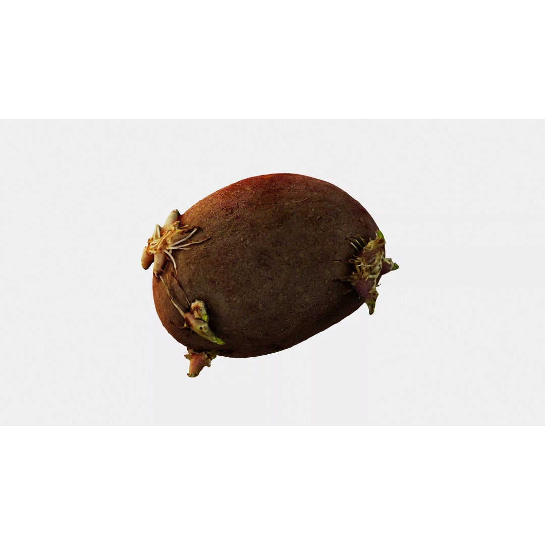Sprouted Potato 3D Model – Photogrammetry Low-Poly Game Asset, FBX - View 18