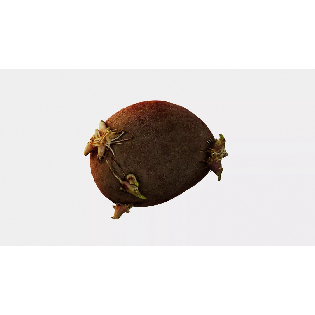 Sprouted Potato 3D Model – Photogrammetry Low-Poly Game Asset, FBX - View 19