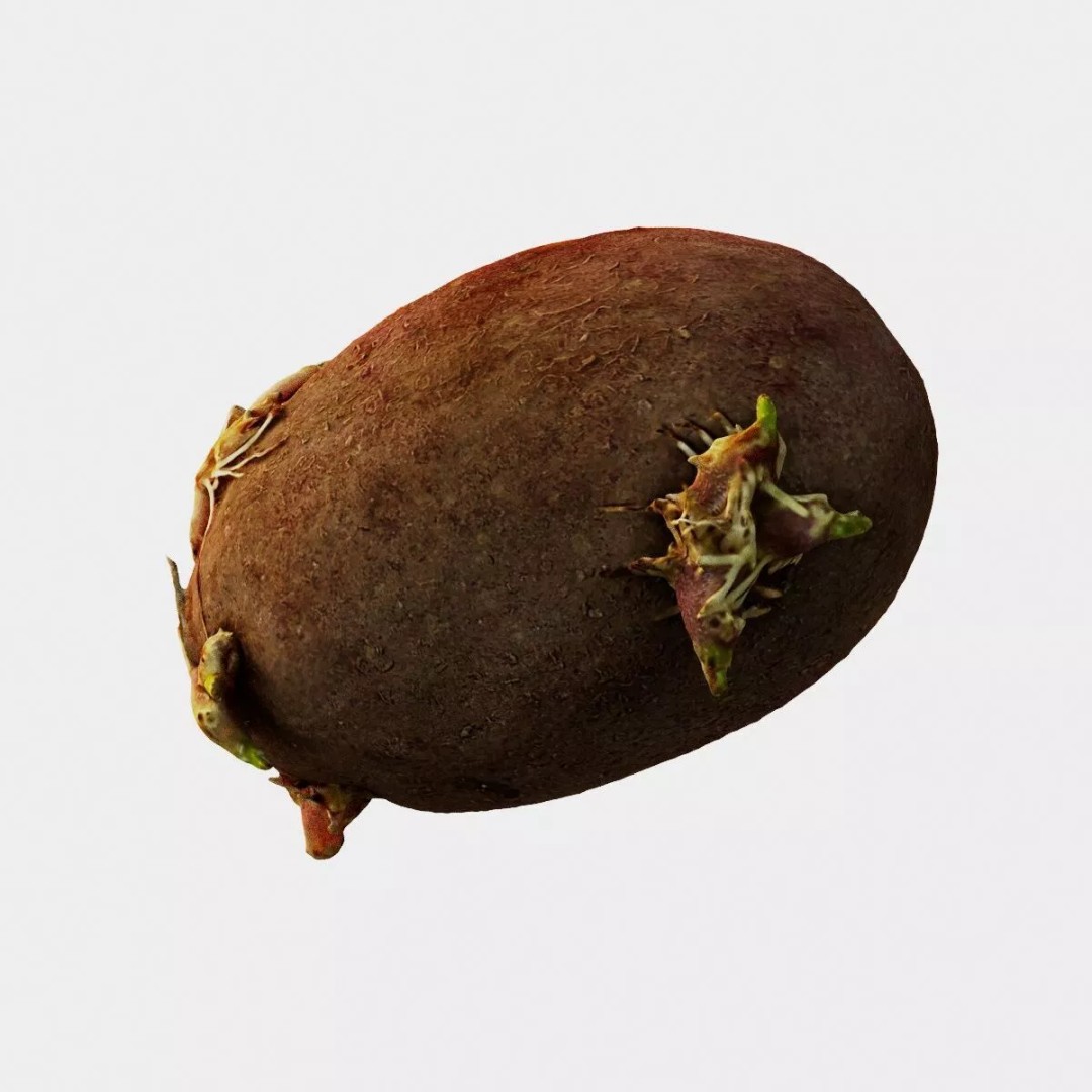 Sprouted Potato 3D Model – Photogrammetry Low-Poly Game Asset, FBX - View 2