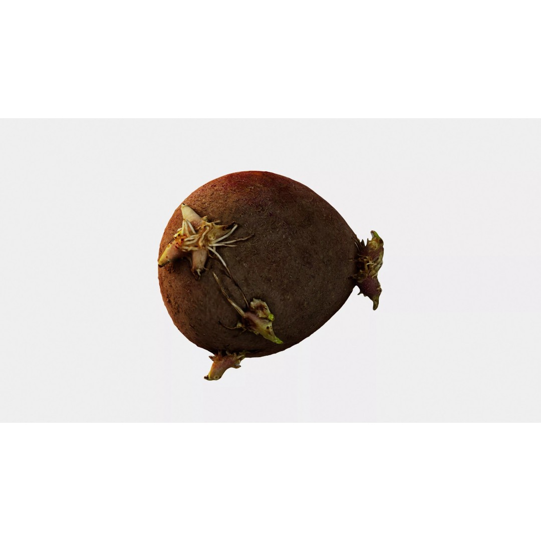 Sprouted Potato 3D Model – Photogrammetry Low-Poly Game Asset, FBX - View 20