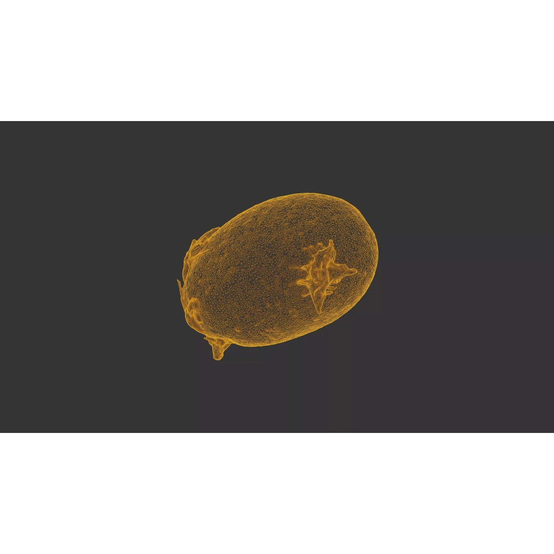 Sprouted Potato 3D Model – Photogrammetry Low-Poly Game Asset, FBX - View 22