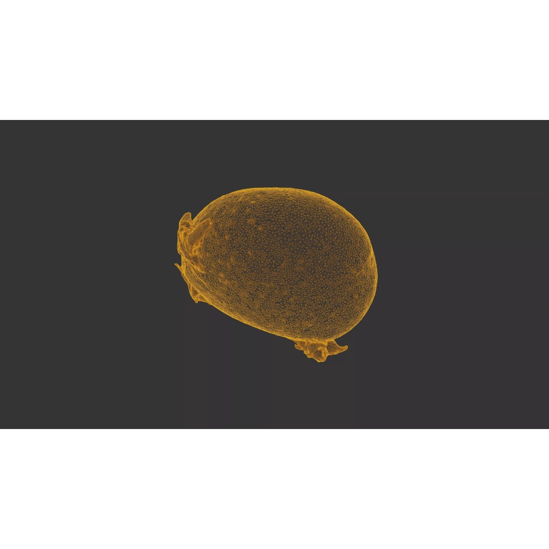 Sprouted Potato 3D Model – Photogrammetry Low-Poly Game Asset, FBX - View 24
