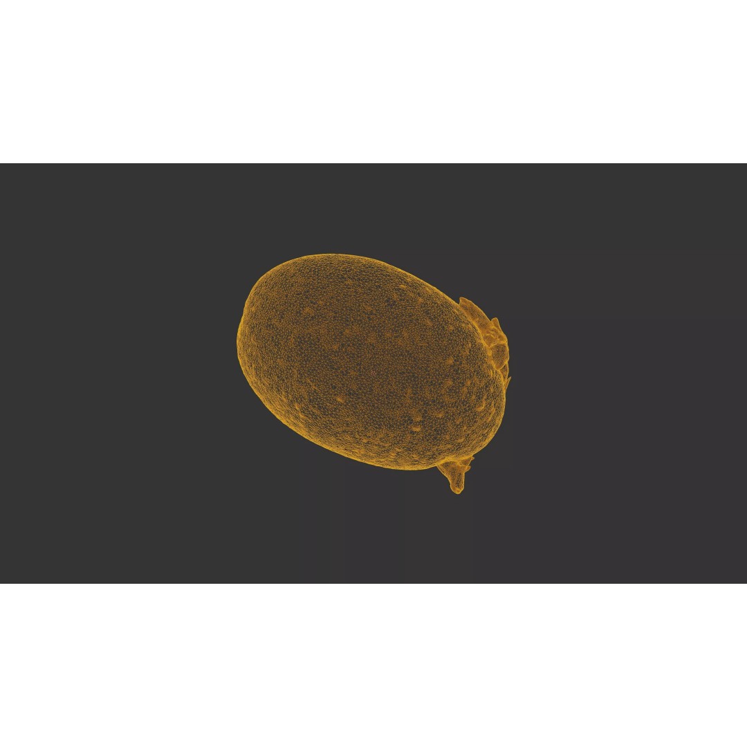 Sprouted Potato 3D Model – Photogrammetry Low-Poly Game Asset, FBX - View 25