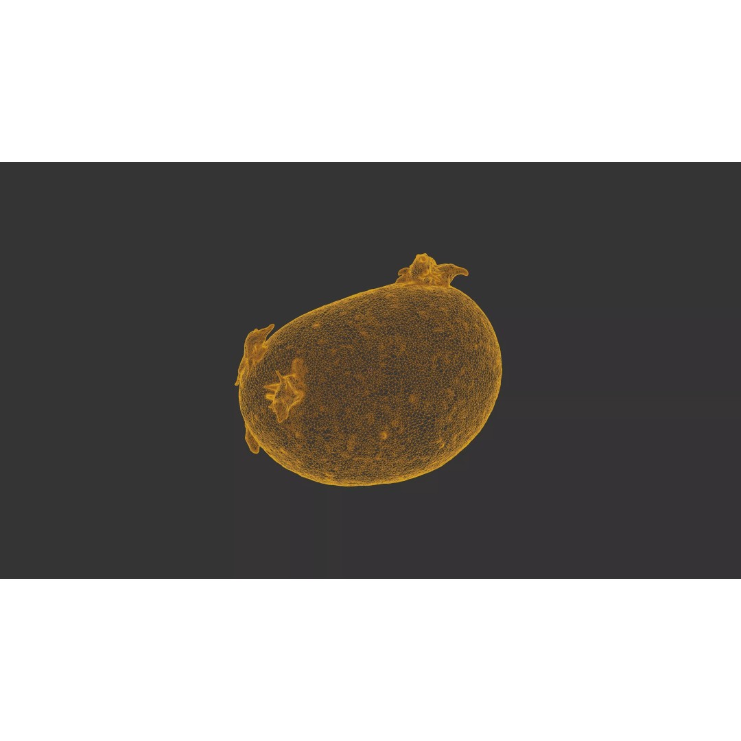 Sprouted Potato 3D Model – Photogrammetry Low-Poly Game Asset, FBX - View 26