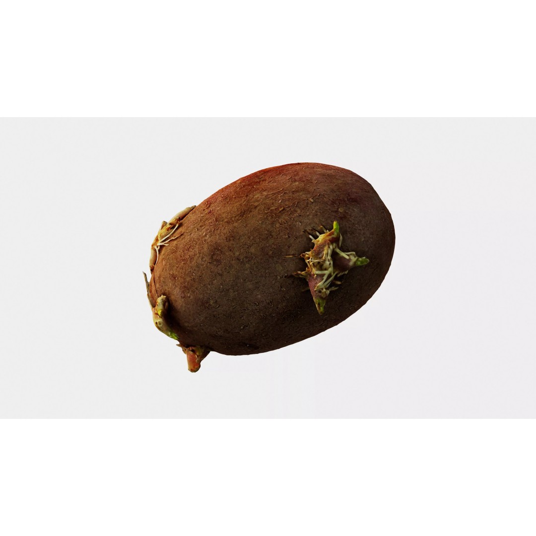 Sprouted Potato 3D Model – Photogrammetry Low-Poly Game Asset, FBX - View 3