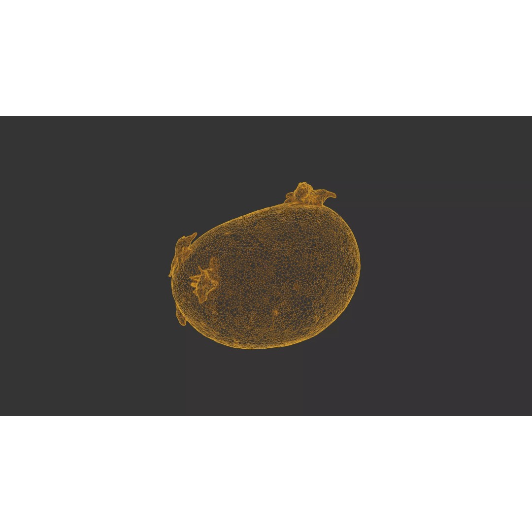 Sprouted Potato 3D Model – Photogrammetry Low-Poly Game Asset, FBX - View 32