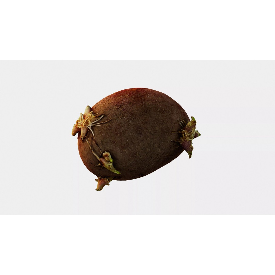 Sprouted Potato 3D Model – Photogrammetry Low-Poly Game Asset, FBX - View 4