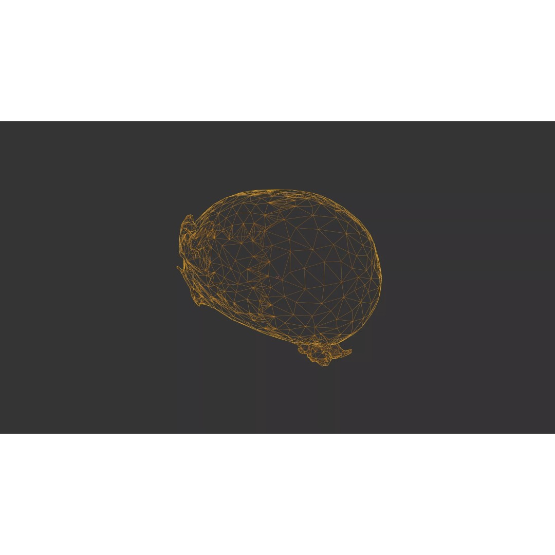 Sprouted Potato 3D Model – Photogrammetry Low-Poly Game Asset, FBX - View 43