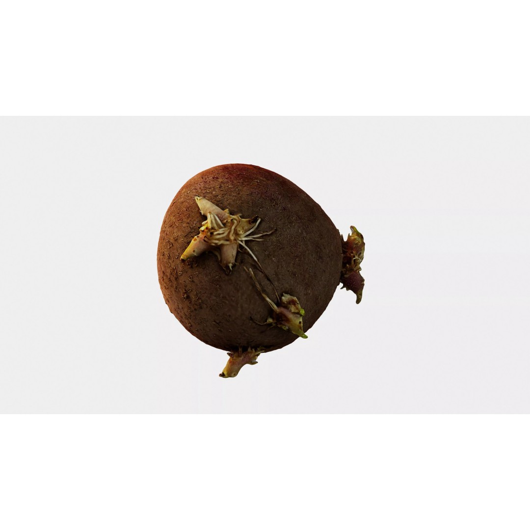 Sprouted Potato 3D Model – Photogrammetry Low-Poly Game Asset, FBX - View 5