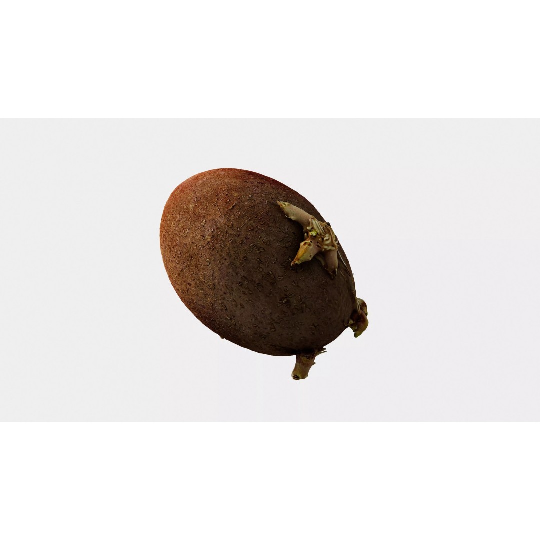 Sprouted Potato 3D Model – Photogrammetry Low-Poly Game Asset, FBX - View 6