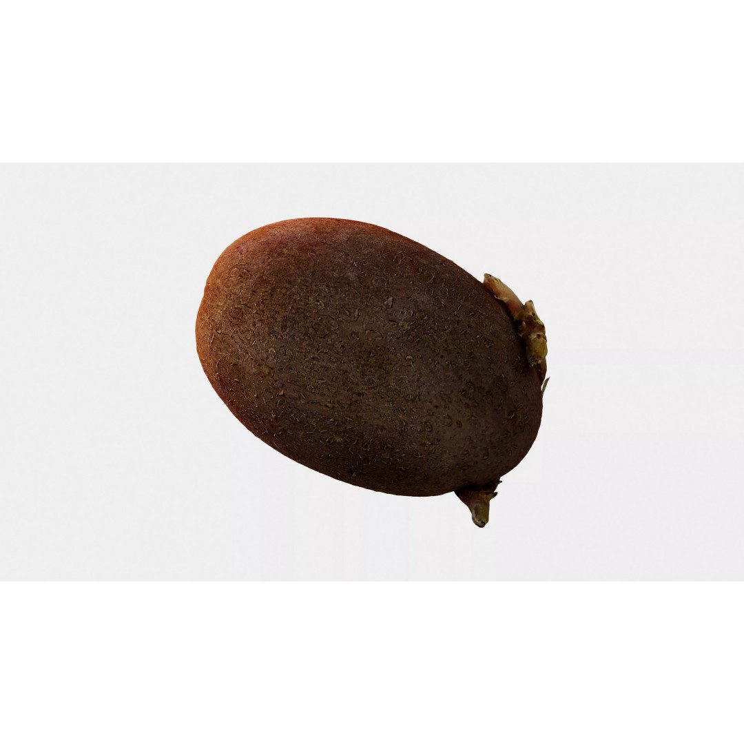 Sprouted Potato 3D Model – Photogrammetry Low-Poly Game Asset, FBX - View 7