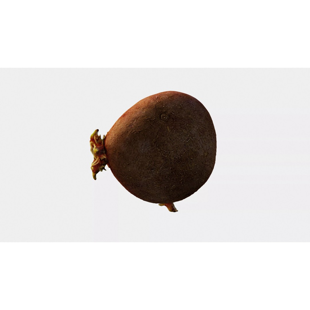 Sprouted Potato 3D Model – Photogrammetry Low-Poly Game Asset, FBX - View 9