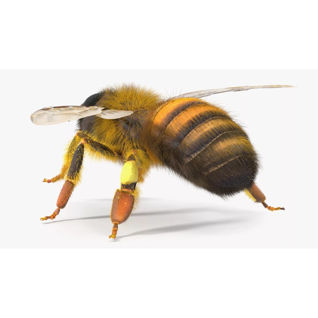 Honey Bee Fur 3D Model – High Poly PBR Asset, FBX, OBJ - View 10