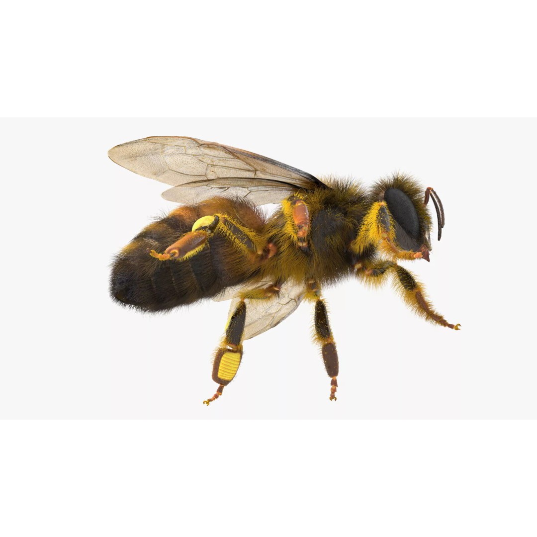 Honey Bee Fur 3D Model – High Poly PBR Asset, FBX, OBJ - View 11