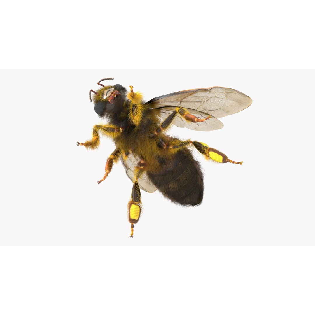 Honey Bee Fur 3D Model – High Poly PBR Asset, FBX, OBJ - View 12