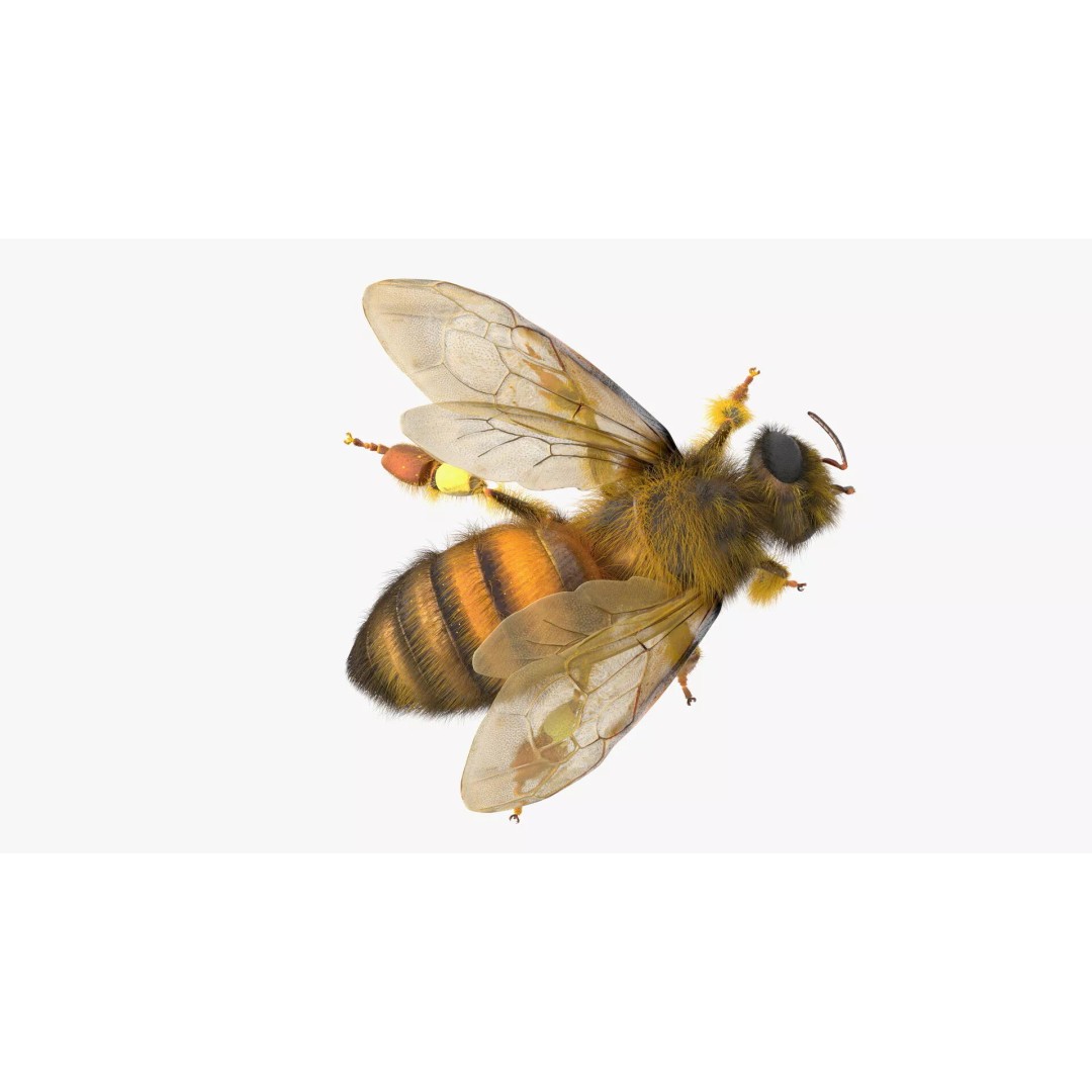 Honey Bee Fur 3D Model – High Poly PBR Asset, FBX, OBJ - View 13