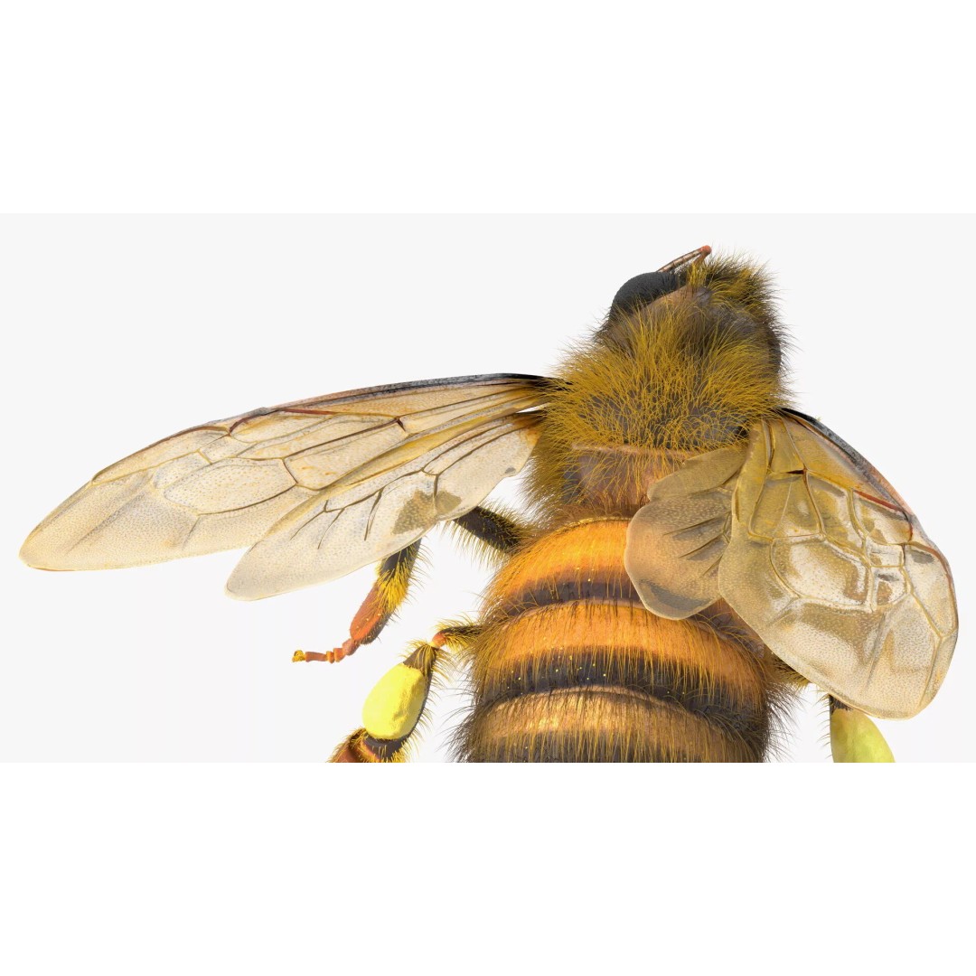 Honey Bee Fur 3D Model – High Poly PBR Asset, FBX, OBJ - View 14