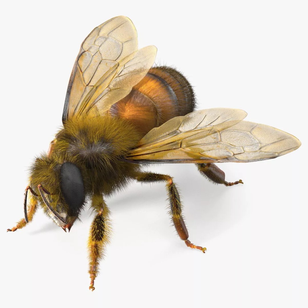 Honey Bee Fur 3D Model – High Poly PBR Asset, FBX, OBJ - View 15
