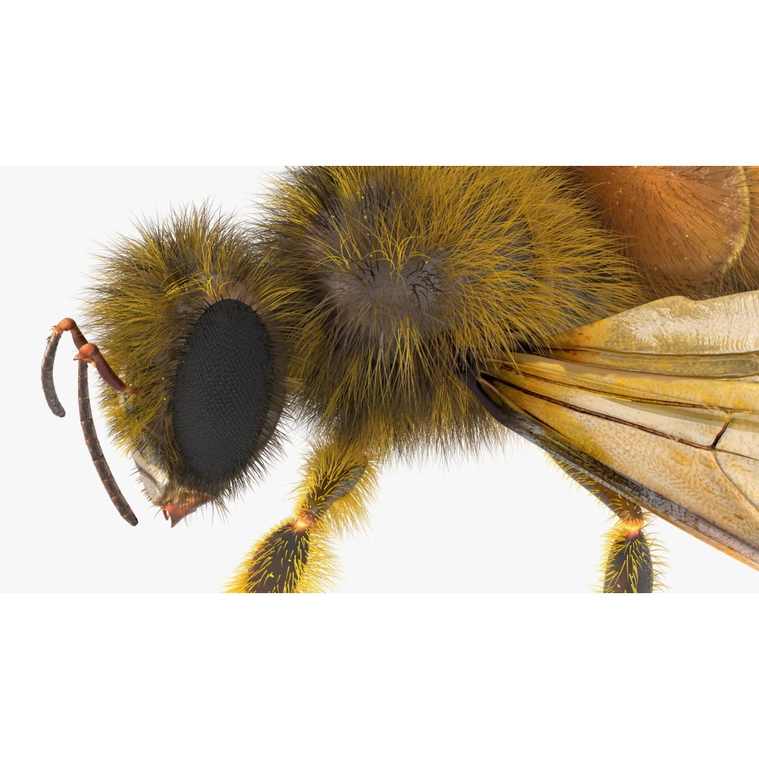 Honey Bee Fur 3D Model – High Poly PBR Asset, FBX, OBJ - View 16