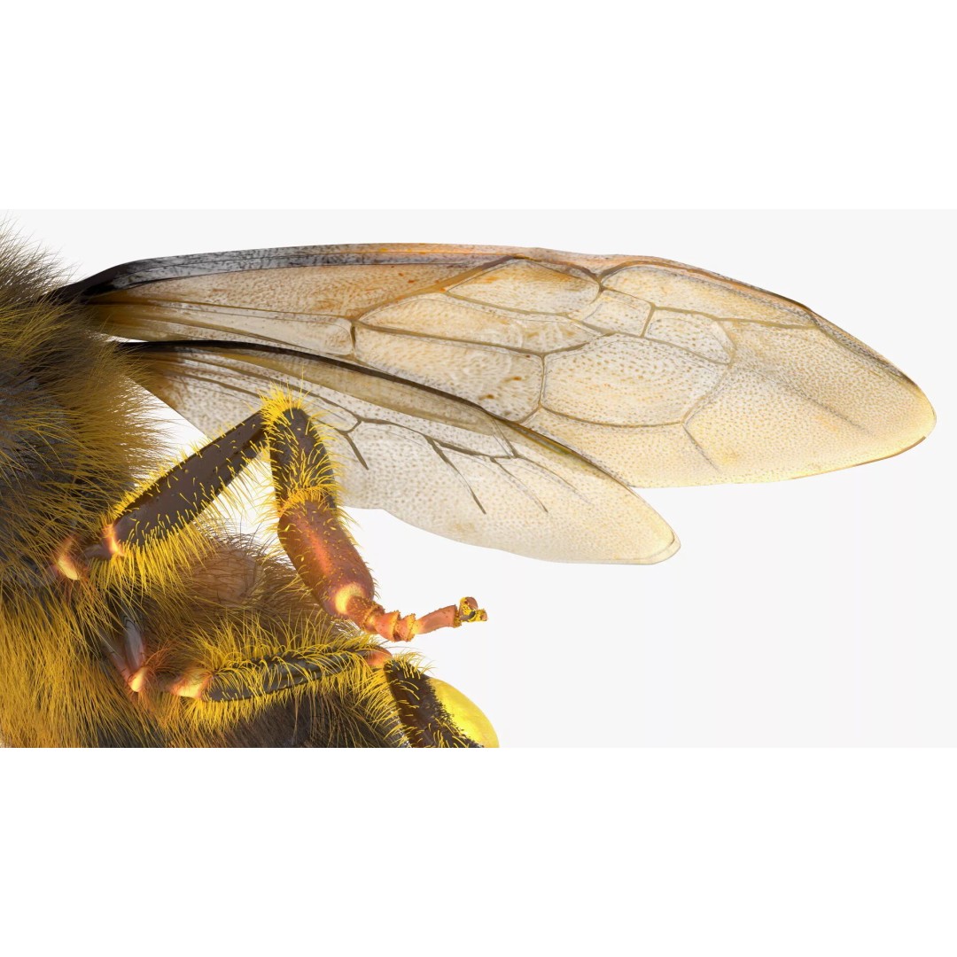 Honey Bee Fur 3D Model – High Poly PBR Asset, FBX, OBJ - View 17