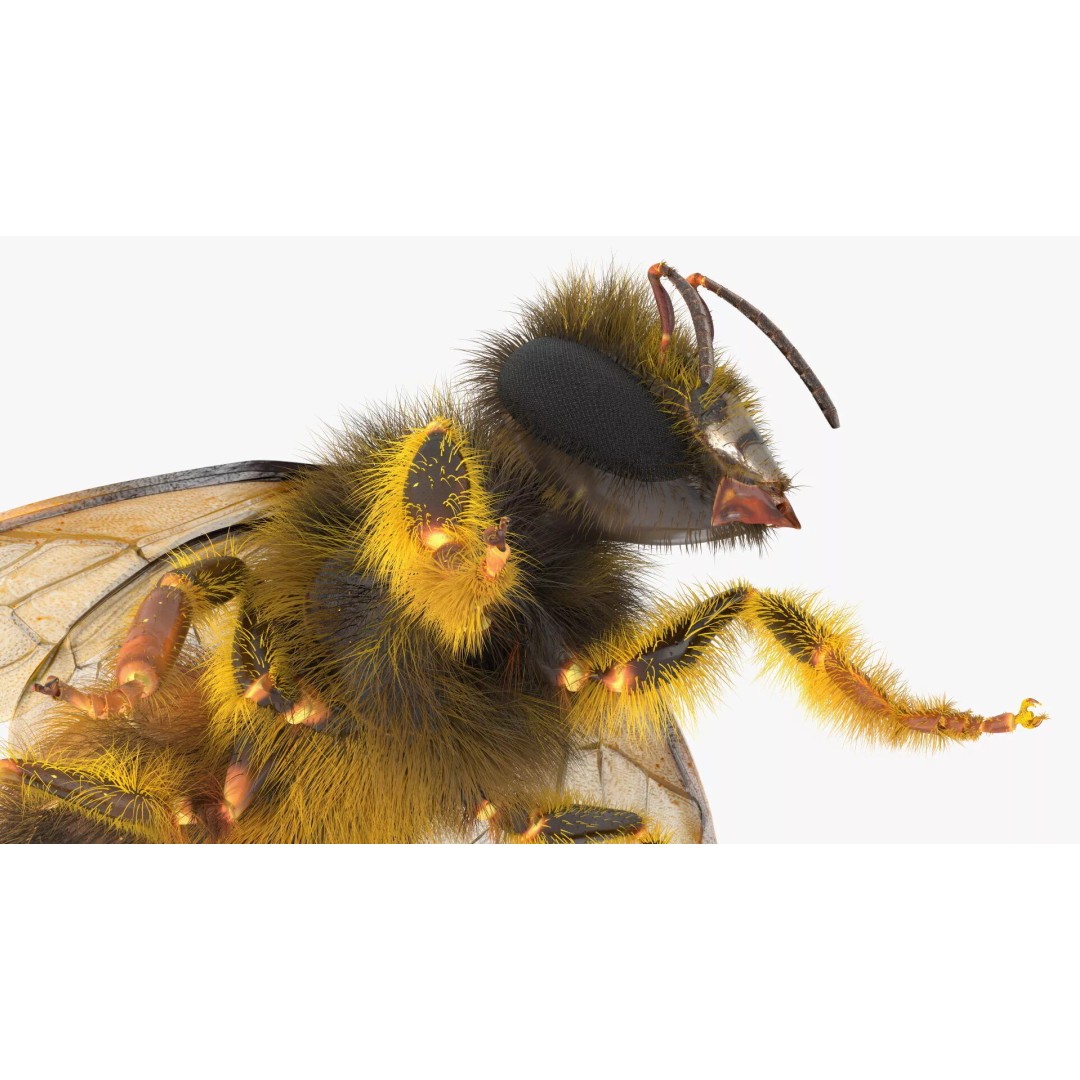Honey Bee Fur 3D Model – High Poly PBR Asset, FBX, OBJ - View 18