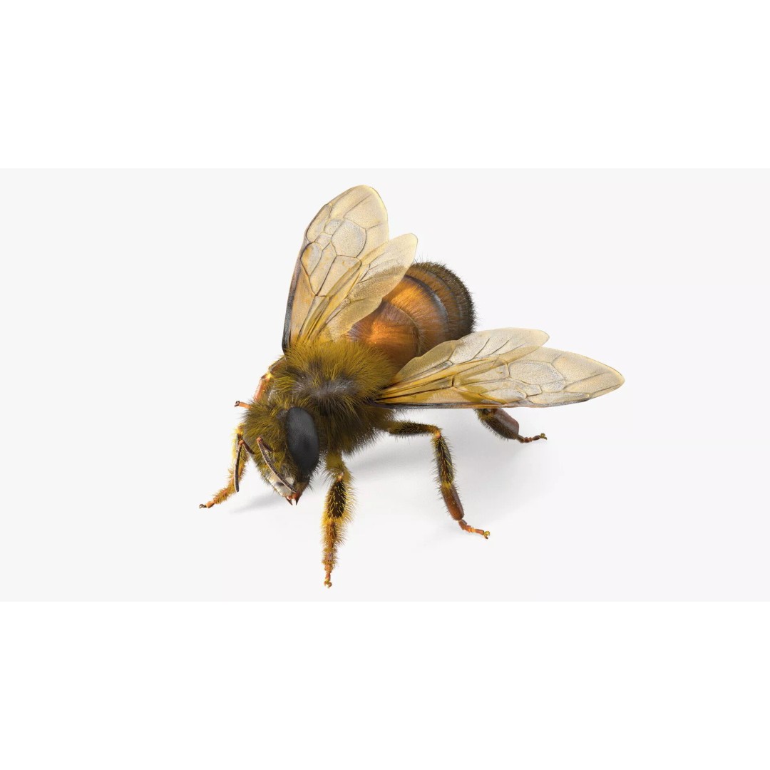 Honey Bee Fur 3D Model – High Poly PBR Asset, FBX, OBJ - View 2