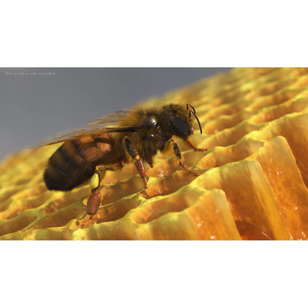 Honey Bee Fur 3D Model – High Poly PBR Asset, FBX, OBJ - View 3