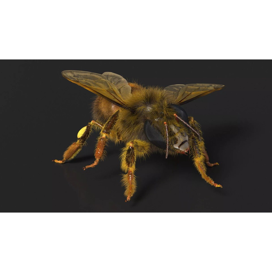 Honey Bee Fur 3D Model – High Poly PBR Asset, FBX, OBJ - View 6
