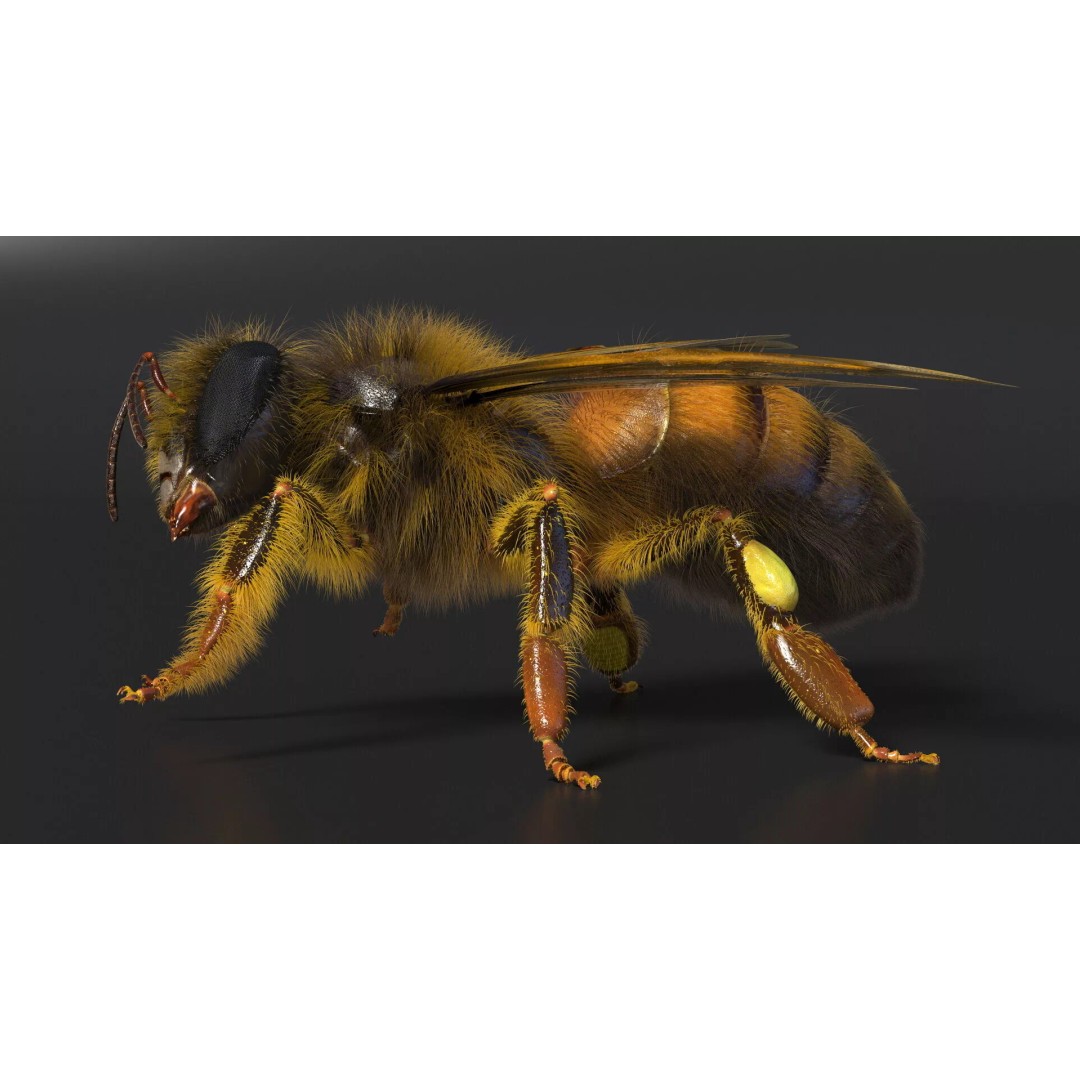 Honey Bee Fur 3D Model – High Poly PBR Asset, FBX, OBJ - View 7