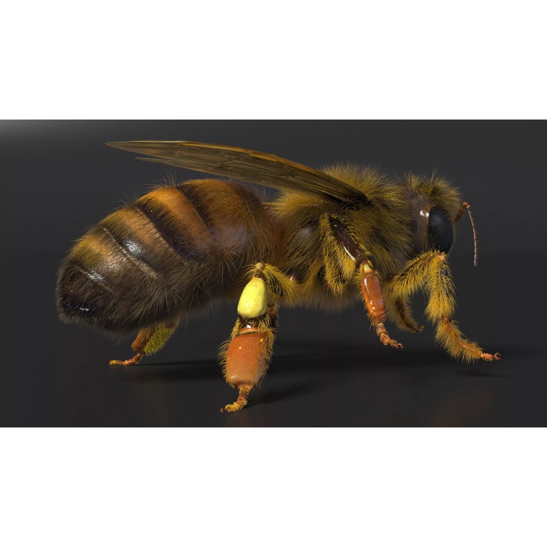 Honey Bee Fur 3D Model – High Poly PBR Asset, FBX, OBJ - View 8