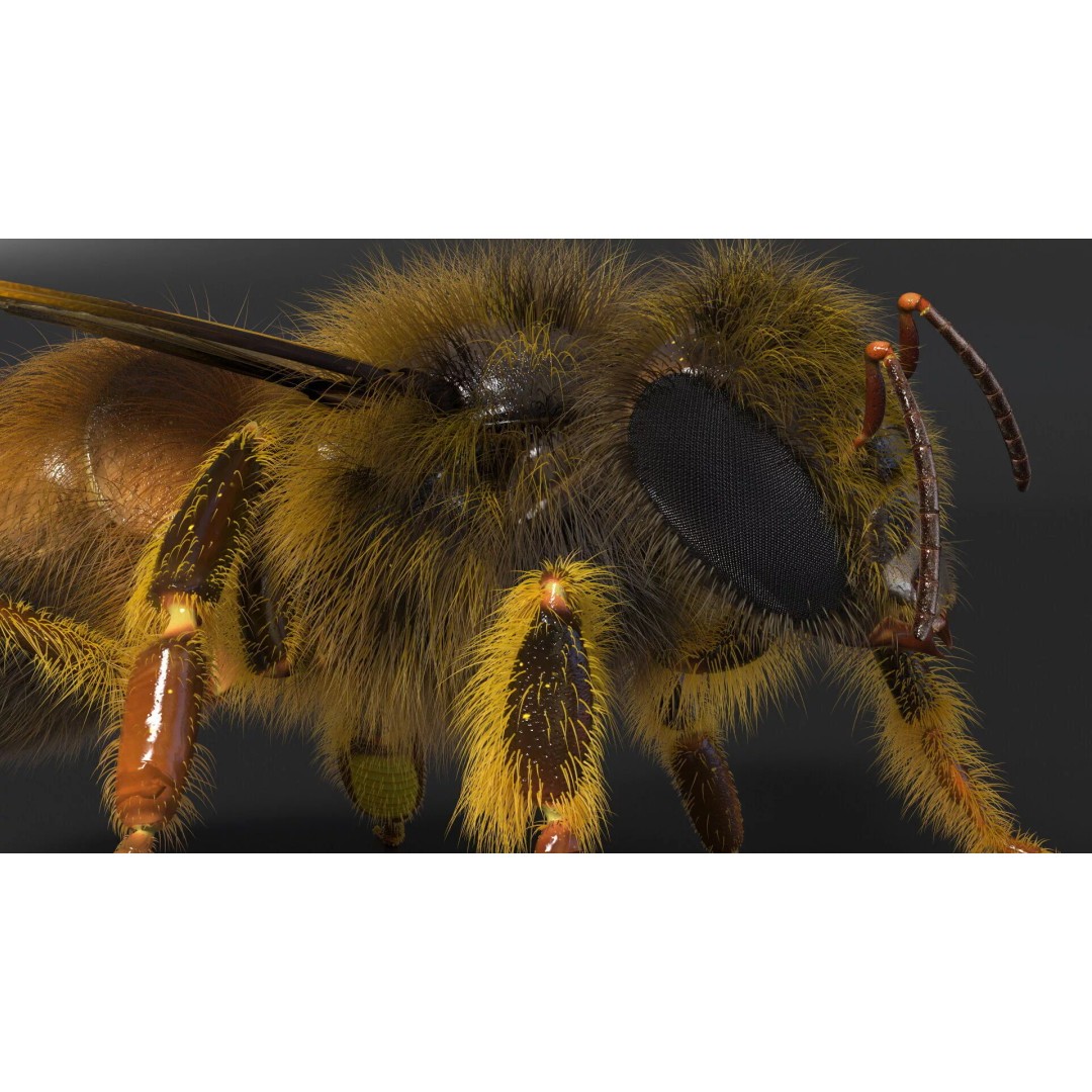 Honey Bee Fur 3D Model – High Poly PBR Asset, FBX, OBJ - View 9