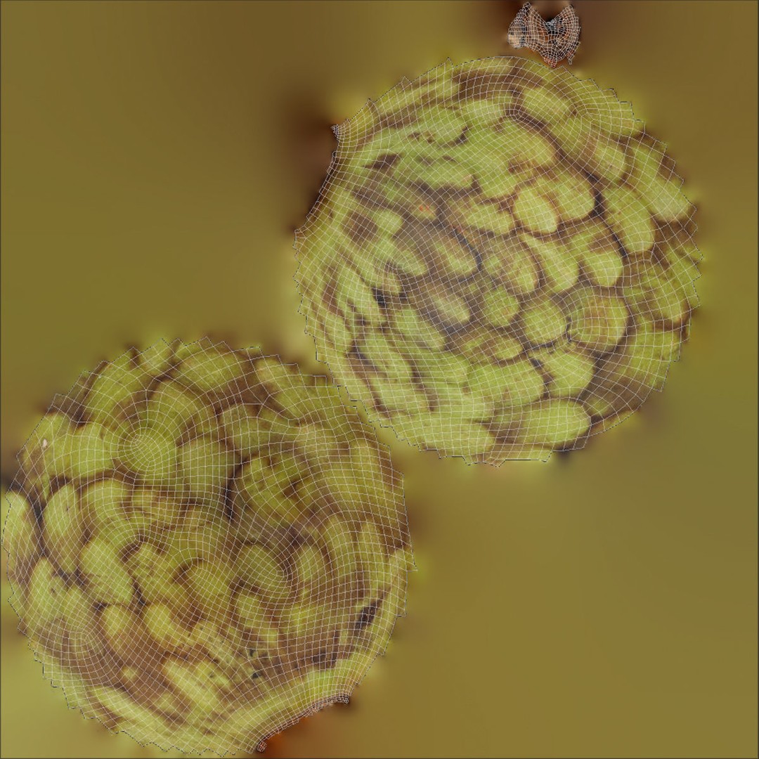 Cherimoya 3D Model – Low Poly Game Asset, PBR Textures, FBX - View 11