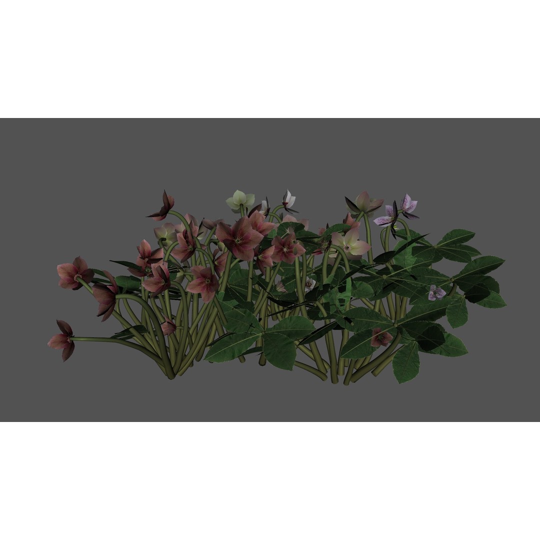 Helleborus orientalis 3D Model – Low Poly PBR Game Asset, FBX, OBJ