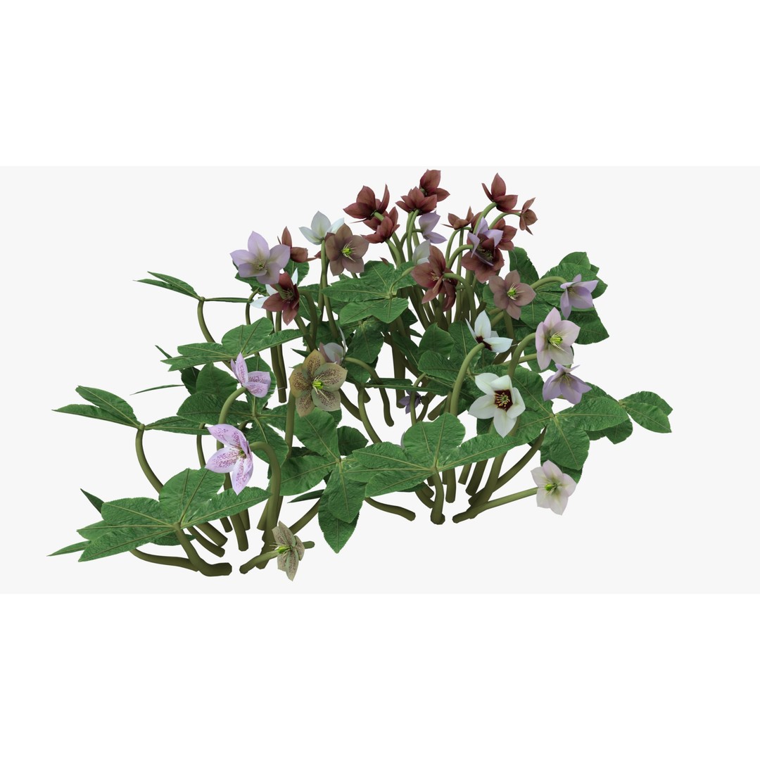 Helleborus orientalis 3D Model – Low Poly PBR Game Asset, FBX, OBJ - View 10